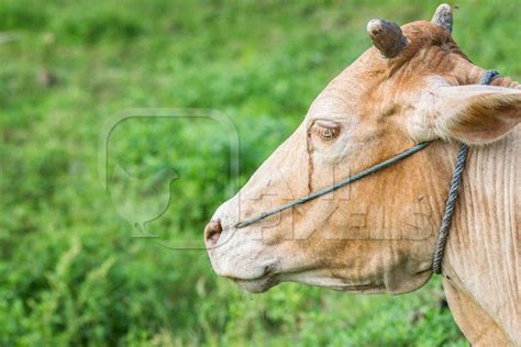  The Crying Cow 揭示巴西農村社會的隱秘與掙扎！