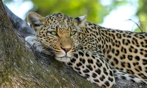  The Legend of the Lonely Leopard: Exploring Courage, Isolation, and the Power of Nature