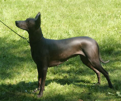  Xoloitzcuintli: 探索生命與死亡的古老神話！